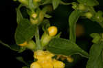 Mullein foxglove